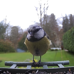 NIGHTLOOKER Wifi-303 Bird Solaire - Mangeoire à oiseaux avec caméra solaire de détection