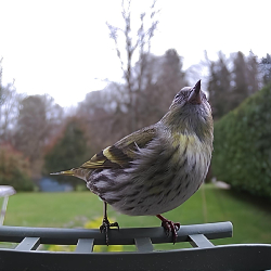 NIGHTLOOKER Wifi-303 Bird Solaire - Mangeoire à oiseaux avec caméra solaire de détection