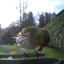 NIGHTLOOKER Wifi-303 Bird Solaire - Mangeoire à oiseaux avec caméra solaire de détection